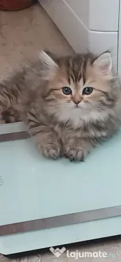 Pui British Longhair și British Shorthair – disponibili în Craiova