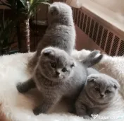 british shorthair blue 
