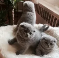 british shorthair blue 