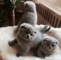 british shorthair blue