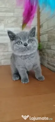 british shorthair blue 
