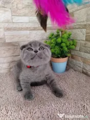 british shorthair blue 