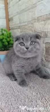 british shorthair blue 