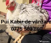 Vând Pui de găină -Kabir, oua și carne 
