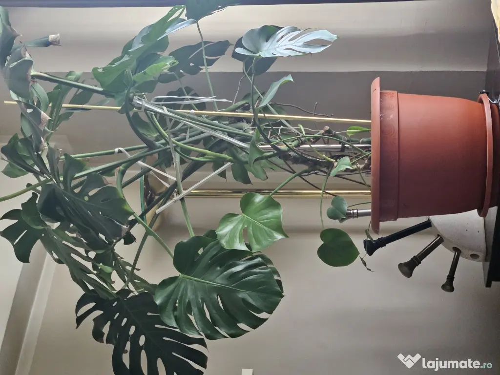 Flori naturale mari