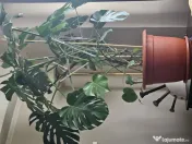 Flori naturale mari 