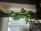 Flori naturale mari 