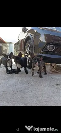 Bulldog francez 