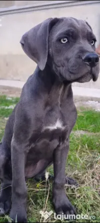Vând femela cane corso 4, 5 luni 