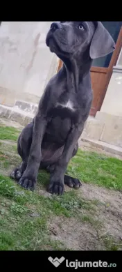 Vând femela cane corso 4, 5 luni 