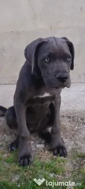 Vând femela cane corso 4, 5 luni 