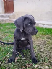 Vând femela cane corso 4, 5 luni 