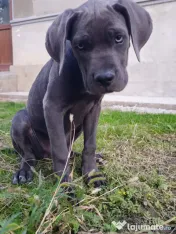 Vând femela cane corso 4, 5 luni 