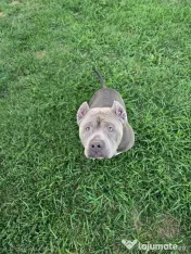 Femelă American Bully XL, în vârstă de 5 ani, iubitoare de copii
