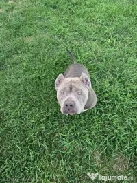 Femelă American Bully XL, în vârstă de 5 ani, iubitoare de copii 