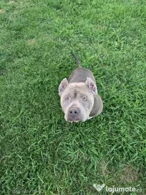 Femelă American Bully XL, în vârstă de 5 ani, iubitoare de copii