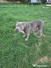 Femelă American Bully XL, în vârstă de 5 ani, iubitoare de copii