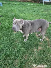Femelă American Bully XL, în vârstă de 5 ani, iubitoare de copii