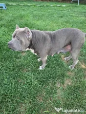 Femelă American Bully XL, în vârstă de 5 ani, iubitoare de copii
