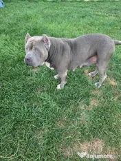 Femelă American Bully XL, în vârstă de 5 ani, iubitoare de copii