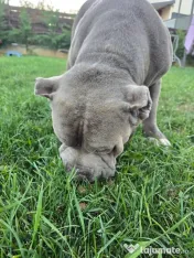 Femelă American Bully XL, în vârstă de 5 ani, iubitoare de copii