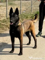 Malinois disponibil! 