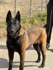 Malinois disponibil! 