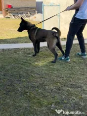 Malinois disponibil! 