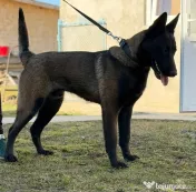 Malinois disponibil! 