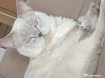 British shorthair colour point