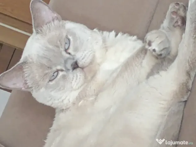 British shorthair colour point