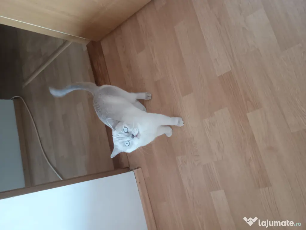 British shorthair colour point