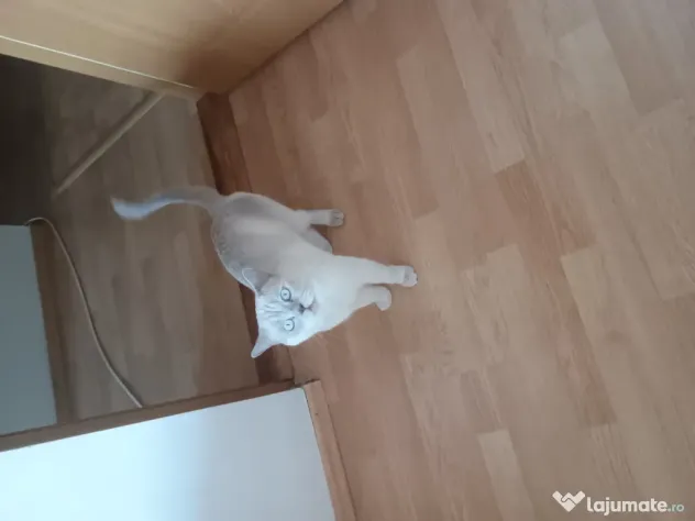 British shorthair colour point