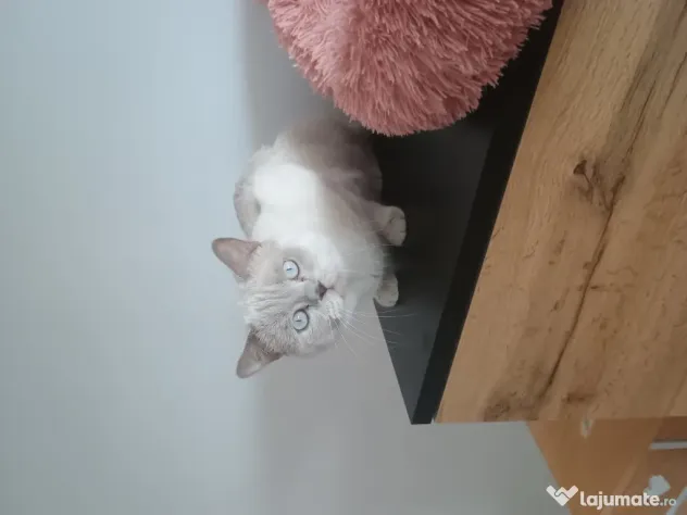British shorthair colour point