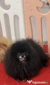 Pomeranian rasa pura talie mica 