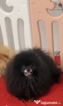 Pomeranian rasa pura talie mica