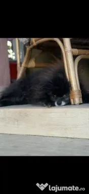 Pomeranian rasa pura talie mica 