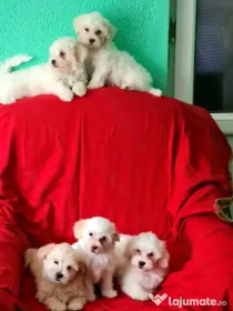 Bichon Maltez, Femele disponibile imediat.