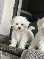 Bichon maltez caută căsuța