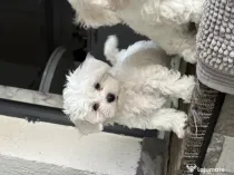 Bichon maltez caută căsuța