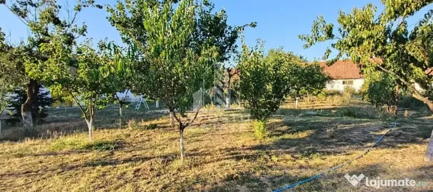 Casă individuală în Bucovăț cu 3250 mp - Bucovat (Remetea Mare) (Timis)