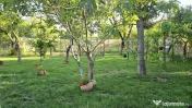 Casa din povesti, 5 camere, pe parter- zona Lipovei Timișoa 