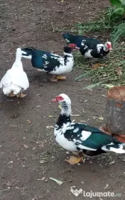 Vand rațe leșești 