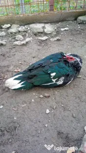 Vand rațe leșești 