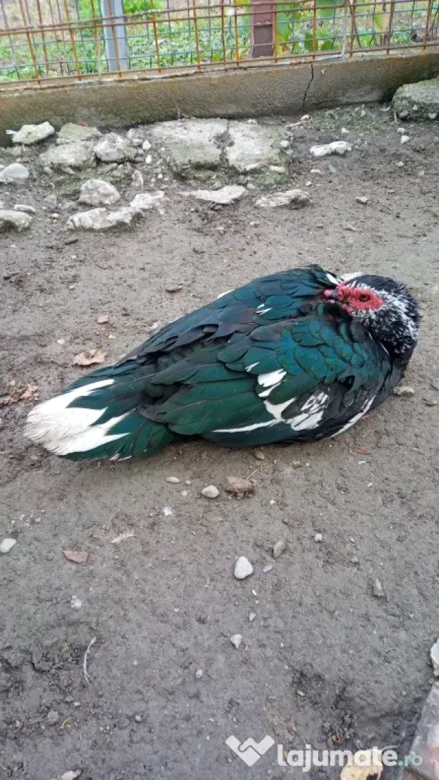 Vand rațe leșești