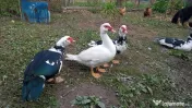 Vand rațe leșești 