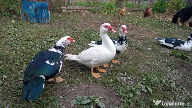 Vand rațe leșești