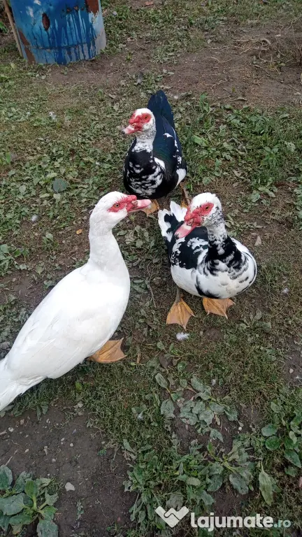 Vand rațe leșești