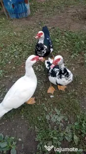 Vand rațe leșești 