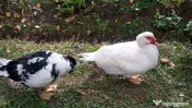 Vand rațe leșești 